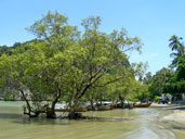 หาดไร่เลย์ หาดไร่เลย์ตะวันออก อ่าวไร่เลย์ตะวันออก อ.เมือง จ.กระบี่ 